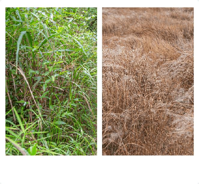 WeedWipe™ Glufosinate Pro Herbicide
