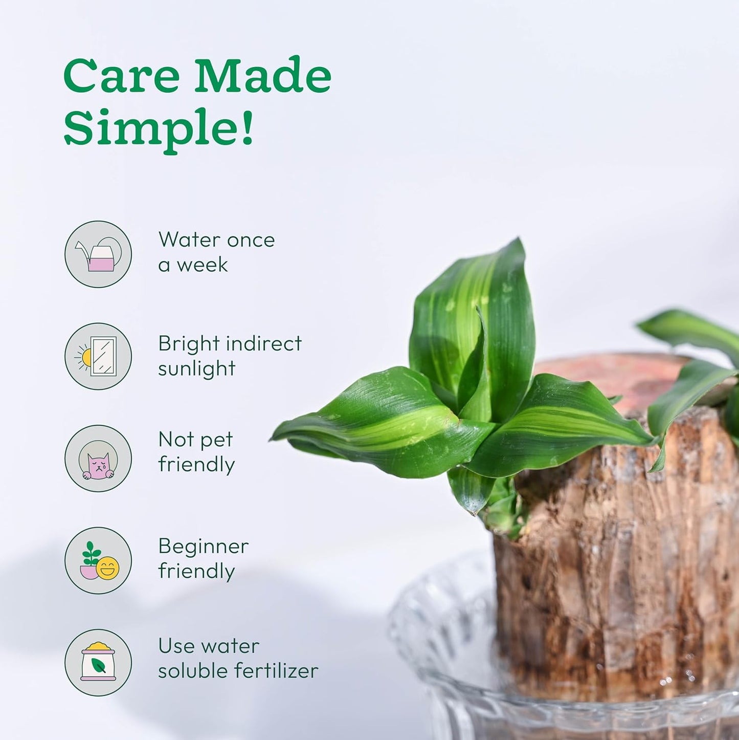 EverLeaf™ Brazilian Log Plant (Pack of 2)