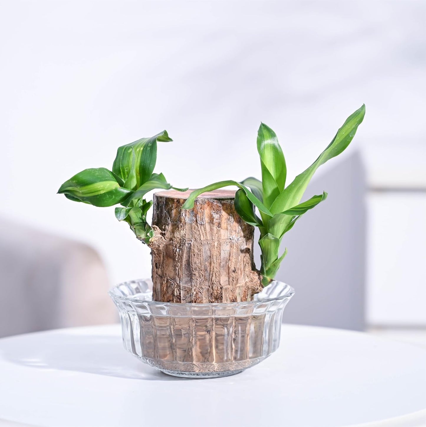 EverLeaf™ Brazilian Log Plant (Pack of 2)