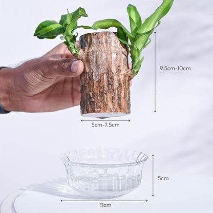 EverLeaf™ Brazilian Log Plant (Pack of 2)