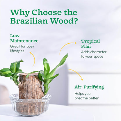 EverLeaf™ Brazilian Log Plant (Pack of 2)